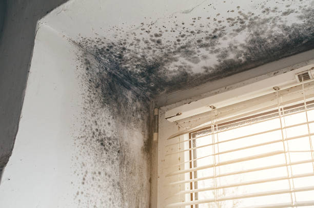 Affordable Mold Remediation solutions in Stirling, NJ